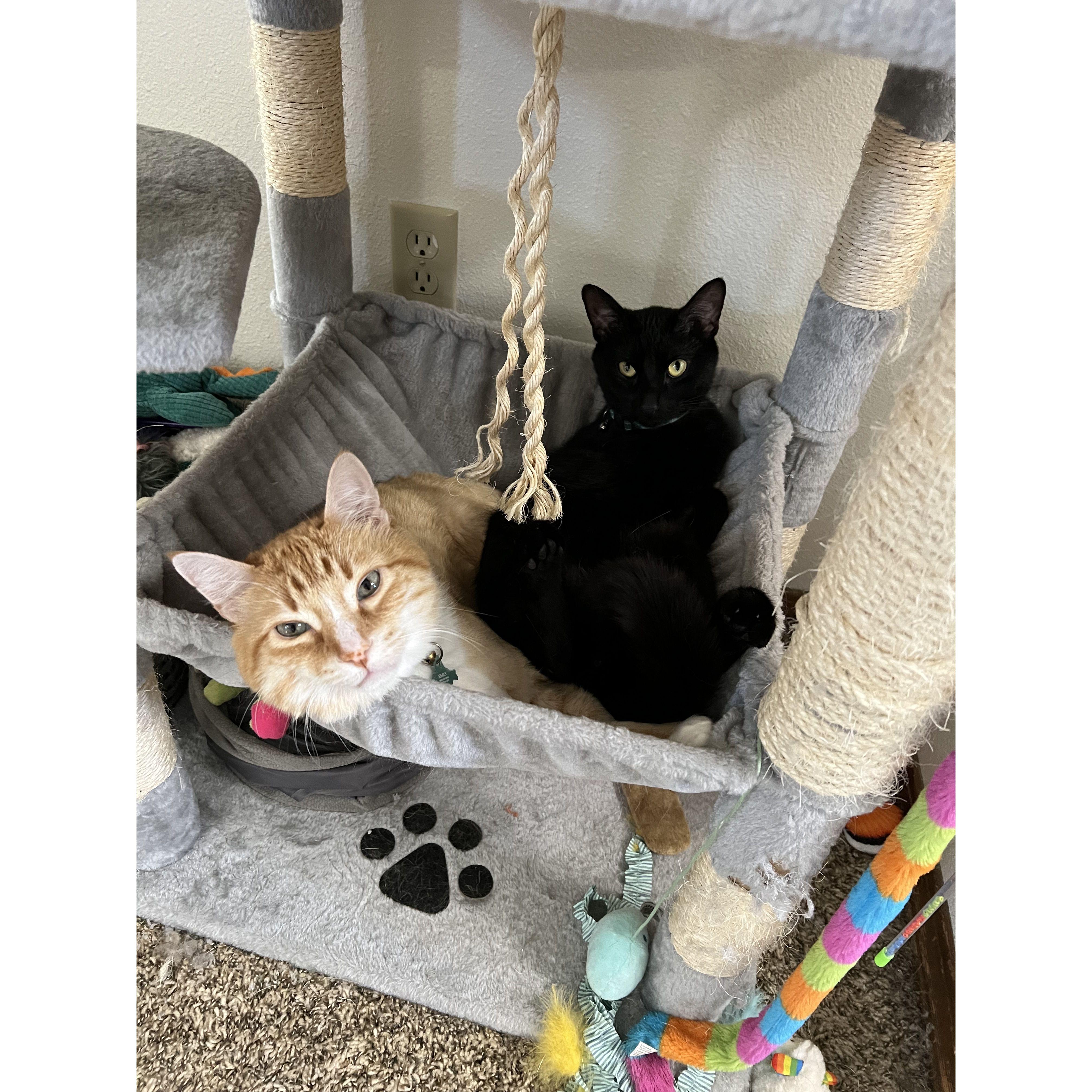 Simba and Legolas