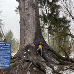 Washington’s Largest Sitka Spruce