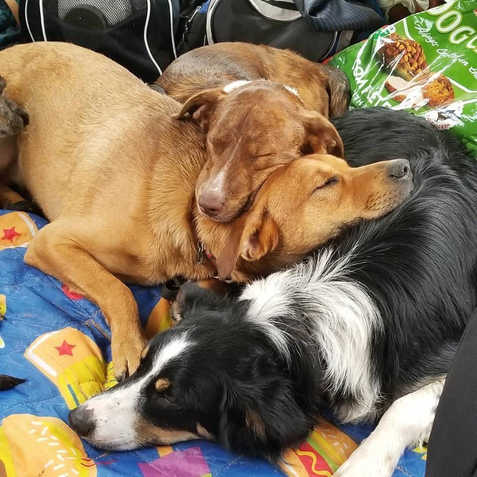 Three of our SEVEN furbabies!