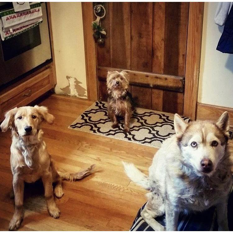 The best dogs in the world!