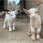 Harley Farms Goat Dairy