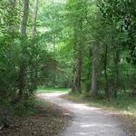 For Runners: Al Buehler Trail