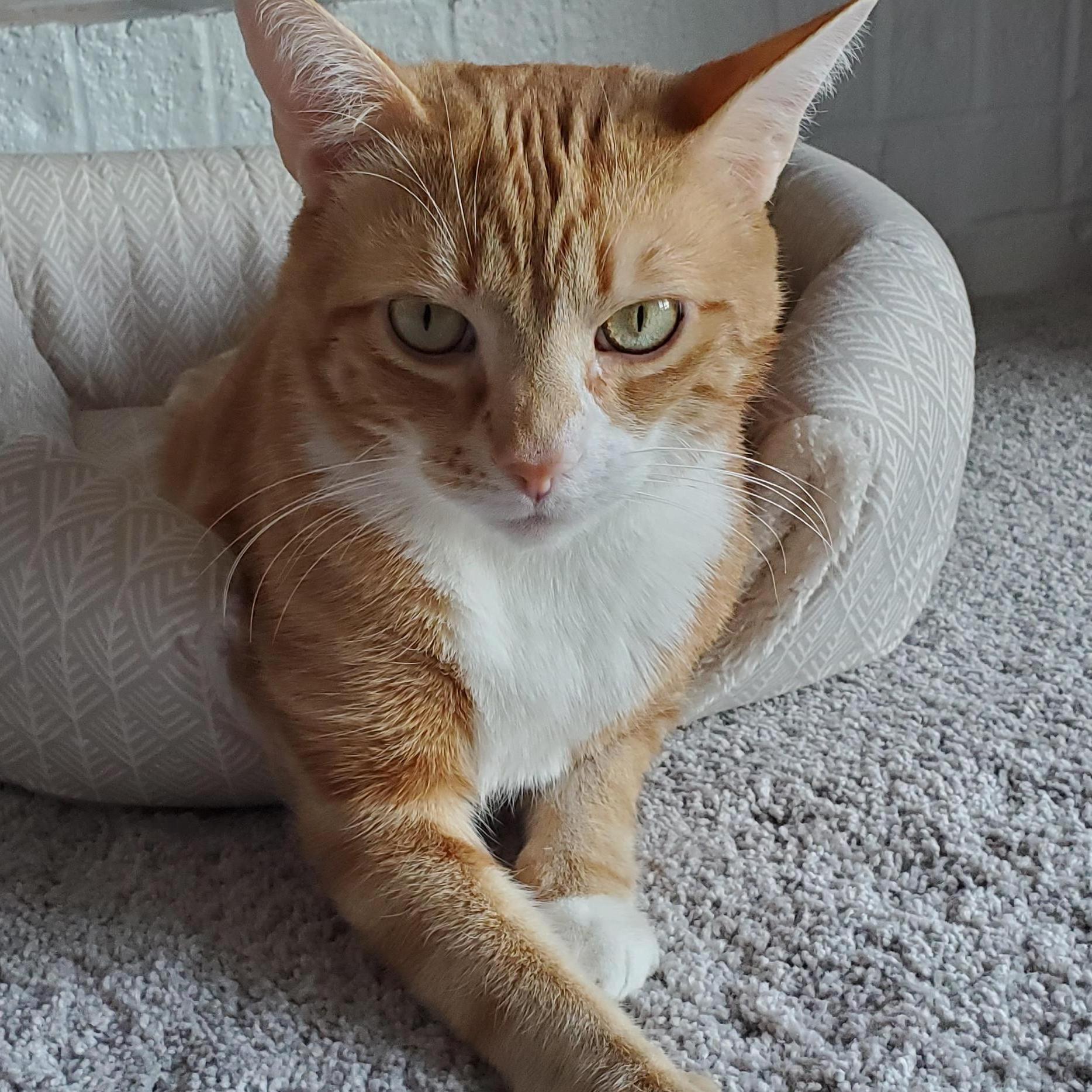 Our favorite buddy - Butterscotch