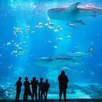 Georgia Aquarium