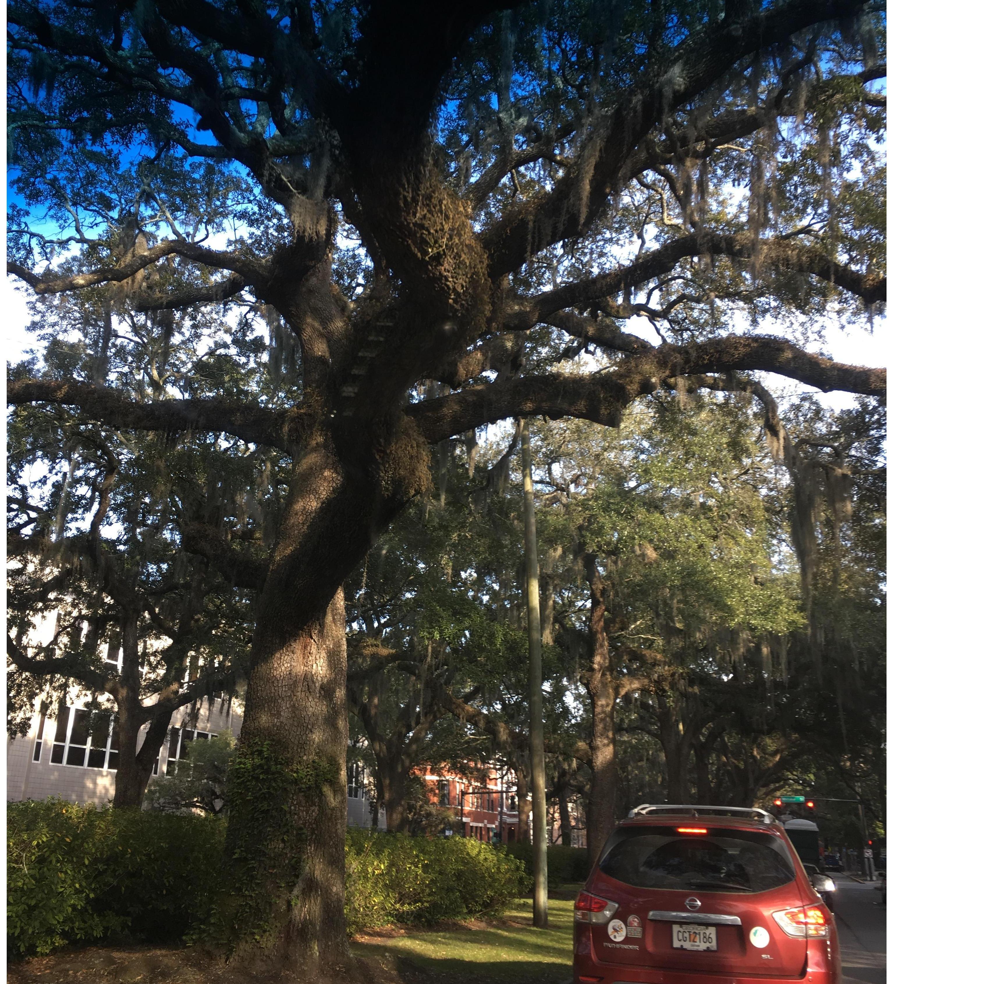 Beautiful Savannah tree!