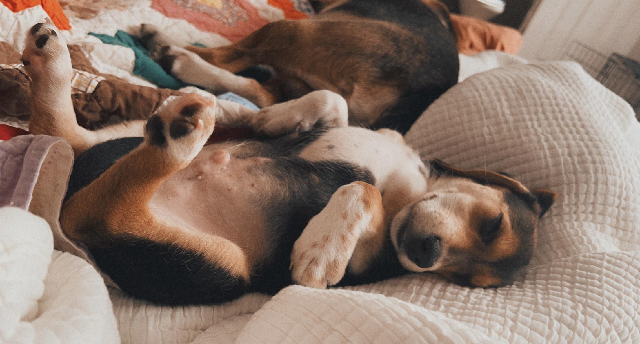 The Wedding Website of Nylah Cohen and Jeffrey Easterling