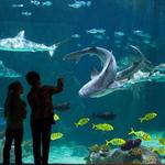Loveland Living Planet Aquarium
