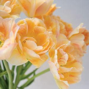 Charming Beauty - Tulip Bulb