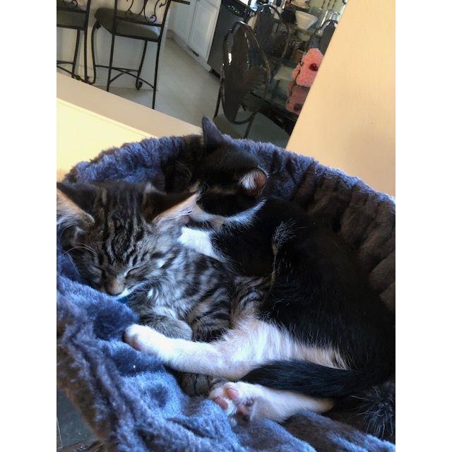 We became cat parents together. Our babies <3