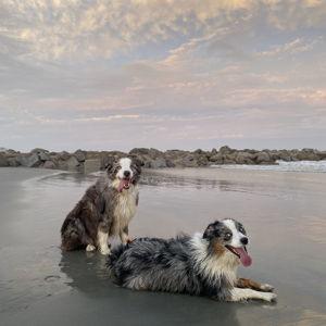 Dog Boarding during our Honeymoon
