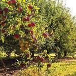MacQueen's Apple Orchard