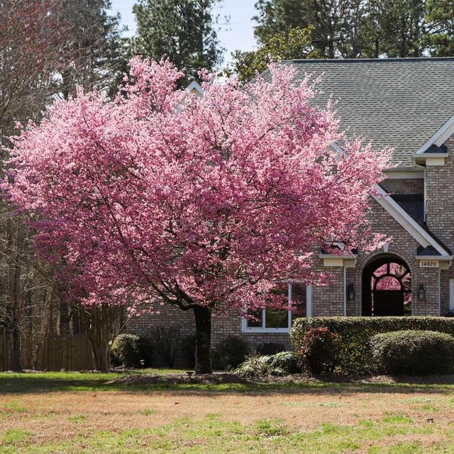 Kwanzan Cherry Tree: 4-5 ft.