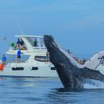 Luxury Catamaran - Whale watching