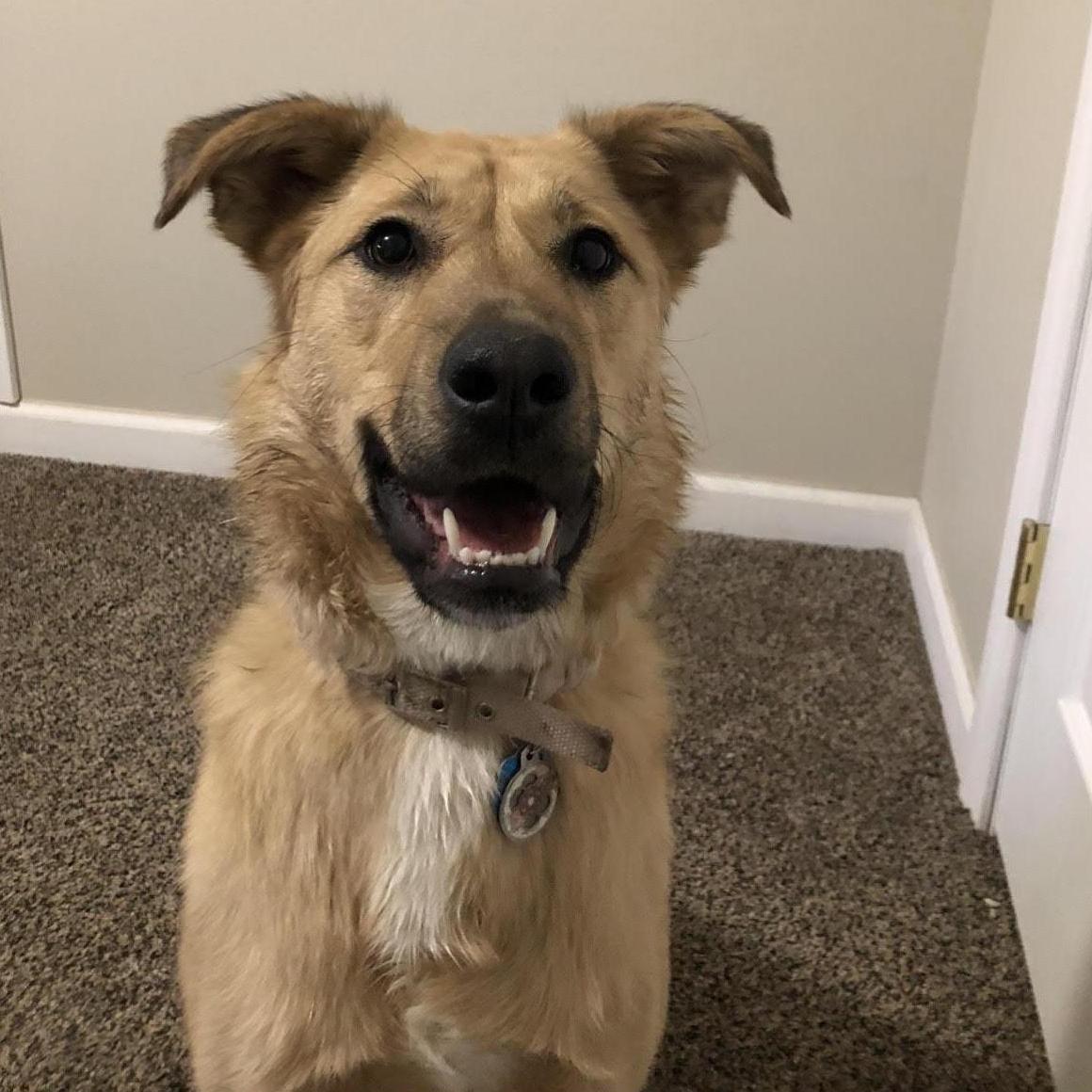 Our other dog, Mazie.