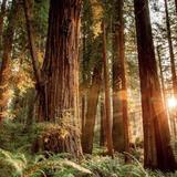 Redwood National and State Parks