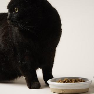 Barn Cat Bowl