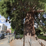 Bigly Sequoia