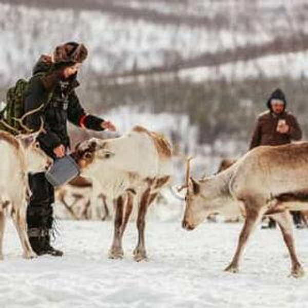 Reindeer Sledding and Sami Cultural Experience