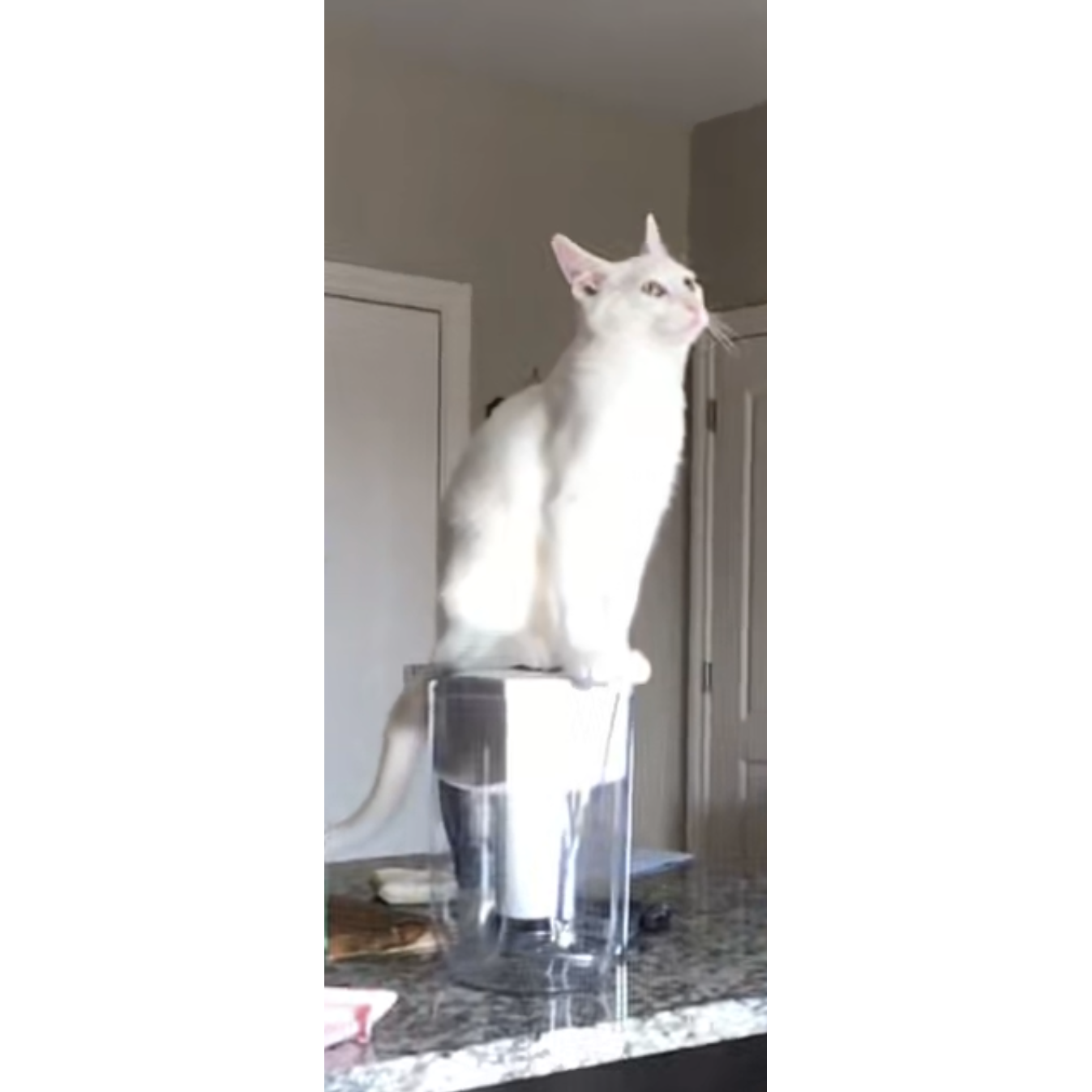 Our crazy fur baby - Odin