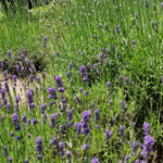 Cape Cod Lavender Farm