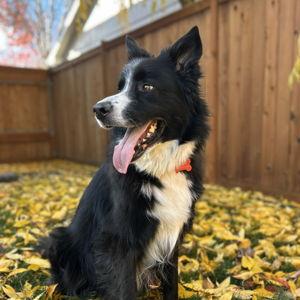 Dog treats for Goose