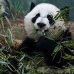 Zoo Atlanta