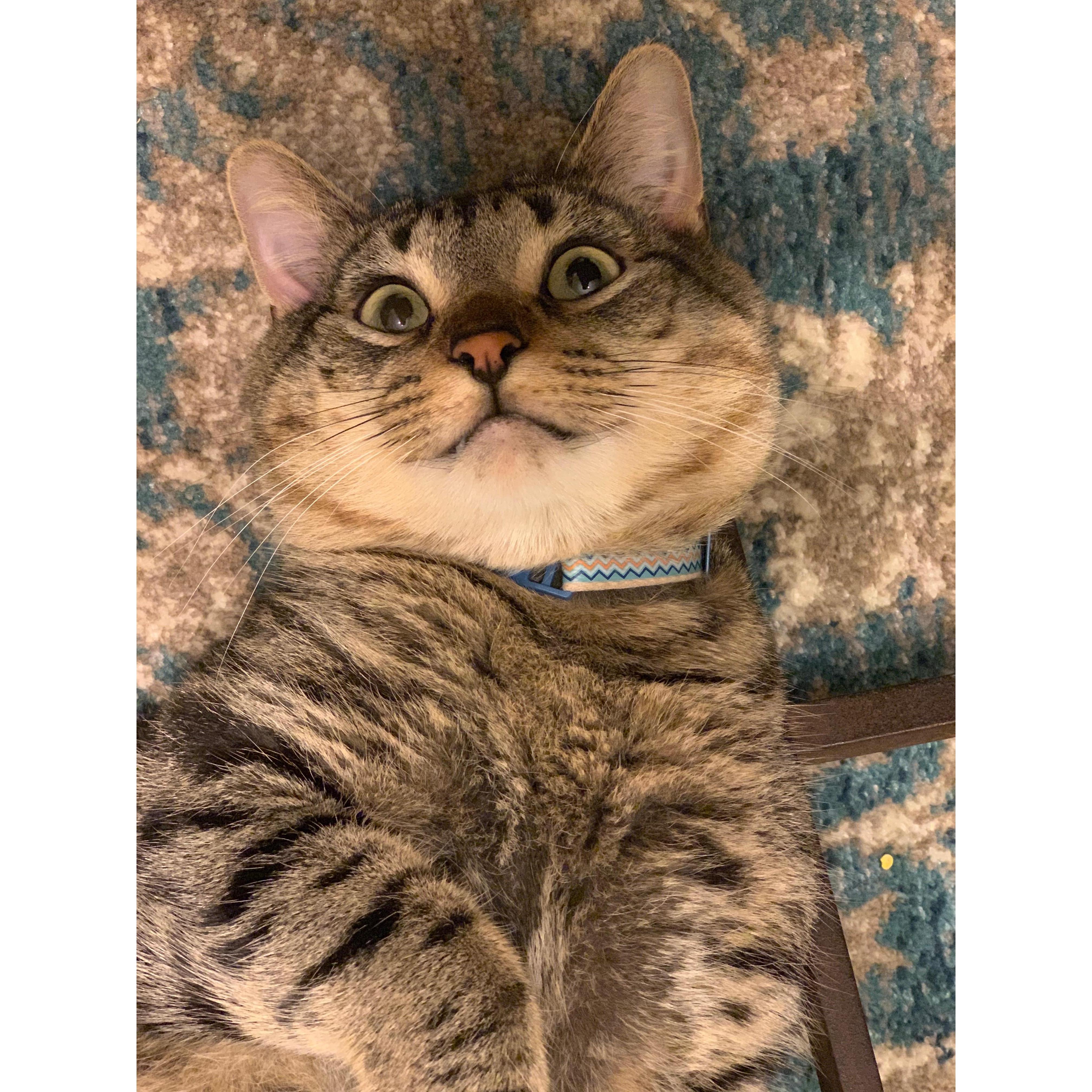 Oscar wouldn't be at the wedding, but he'll be celebrating none the less!