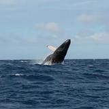 Alii Nui Sailing Charters-Whale watching
