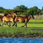 Shackleford Banks
