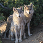 California Wolf Center