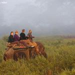 Kaziranga National Park