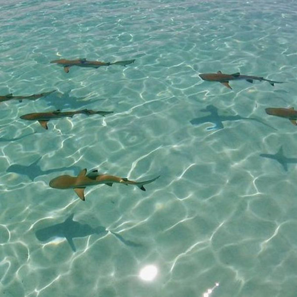 Snorkeling with black tip sharks in Mo'orea