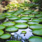 Kanapaha Botanical Gardens