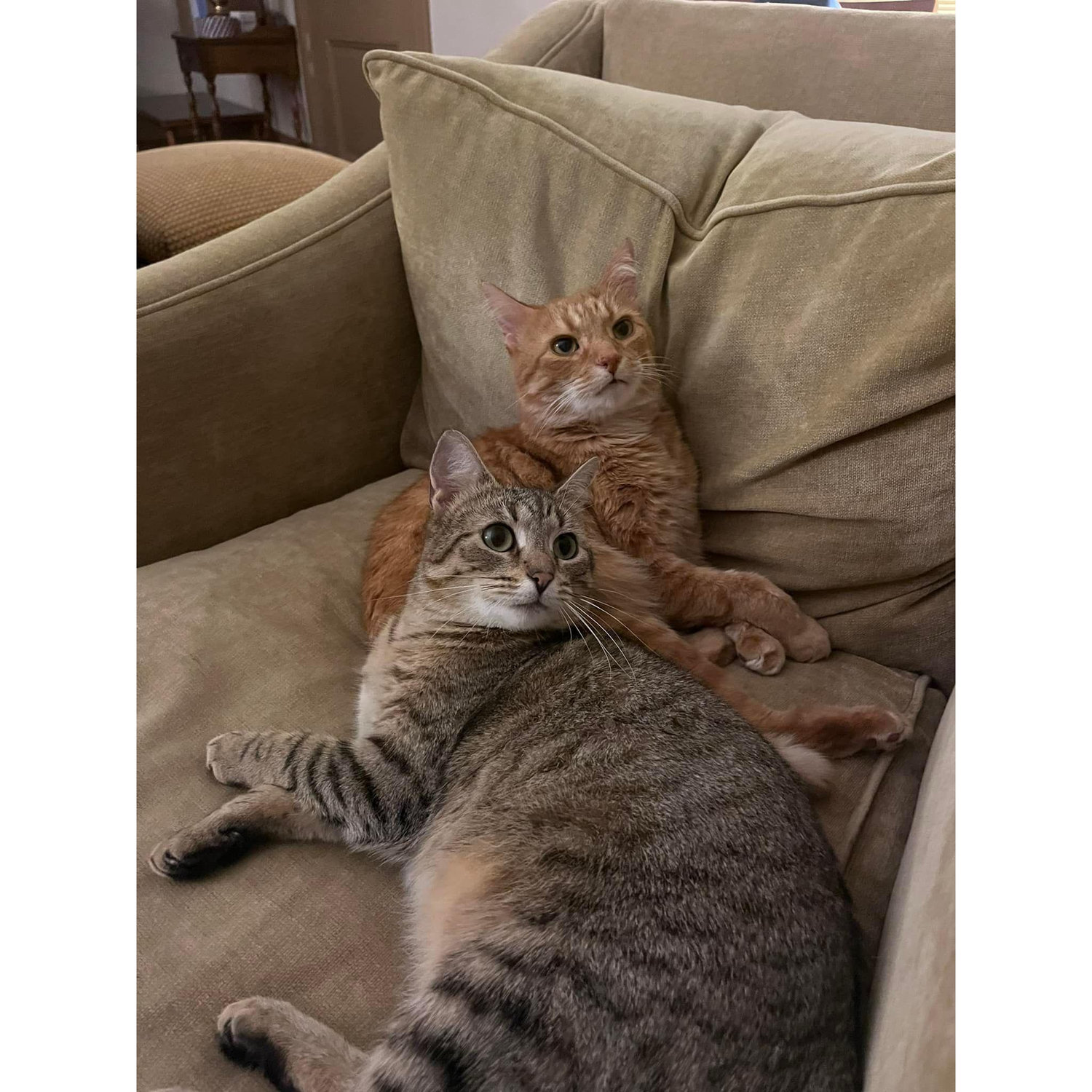 Our two cats - Cullen (orange tabby) and O.C. (Outside Cat, brown tabby)