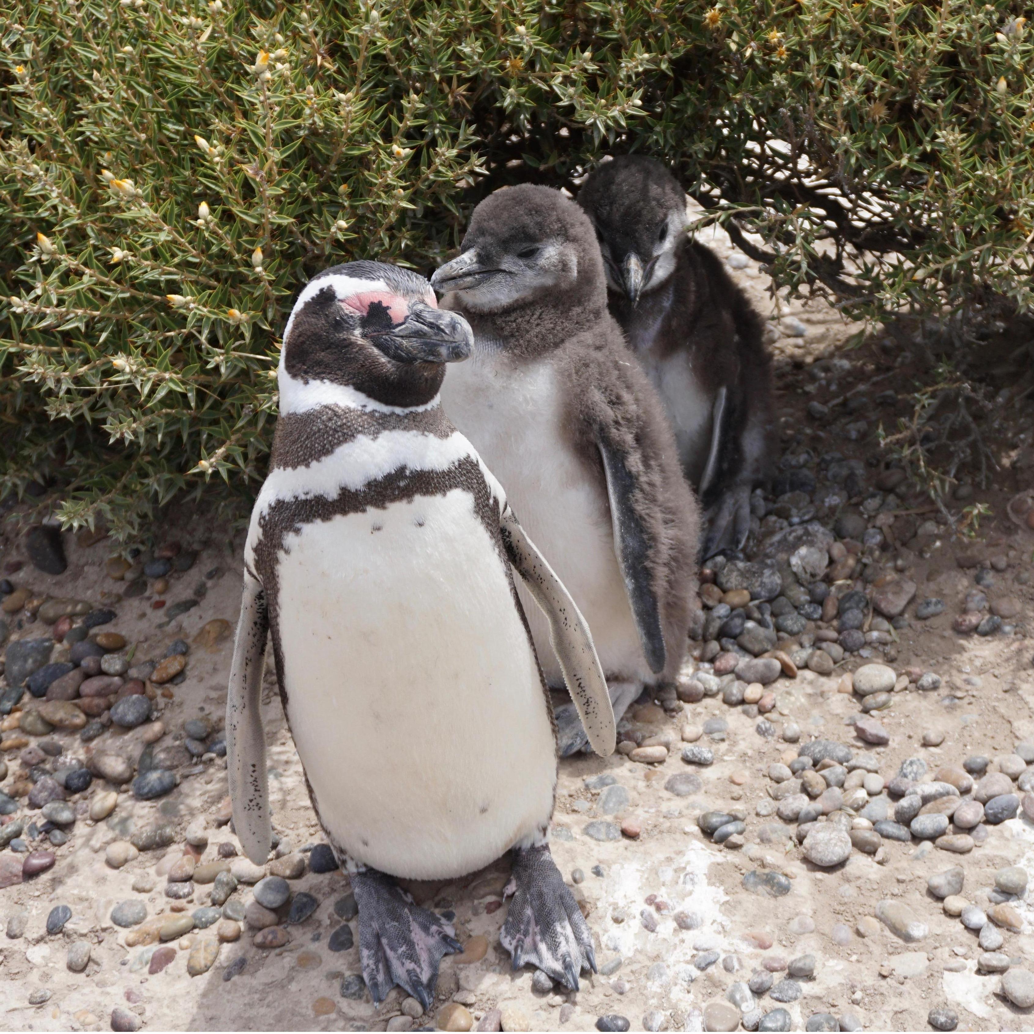 The proposal witnesses!