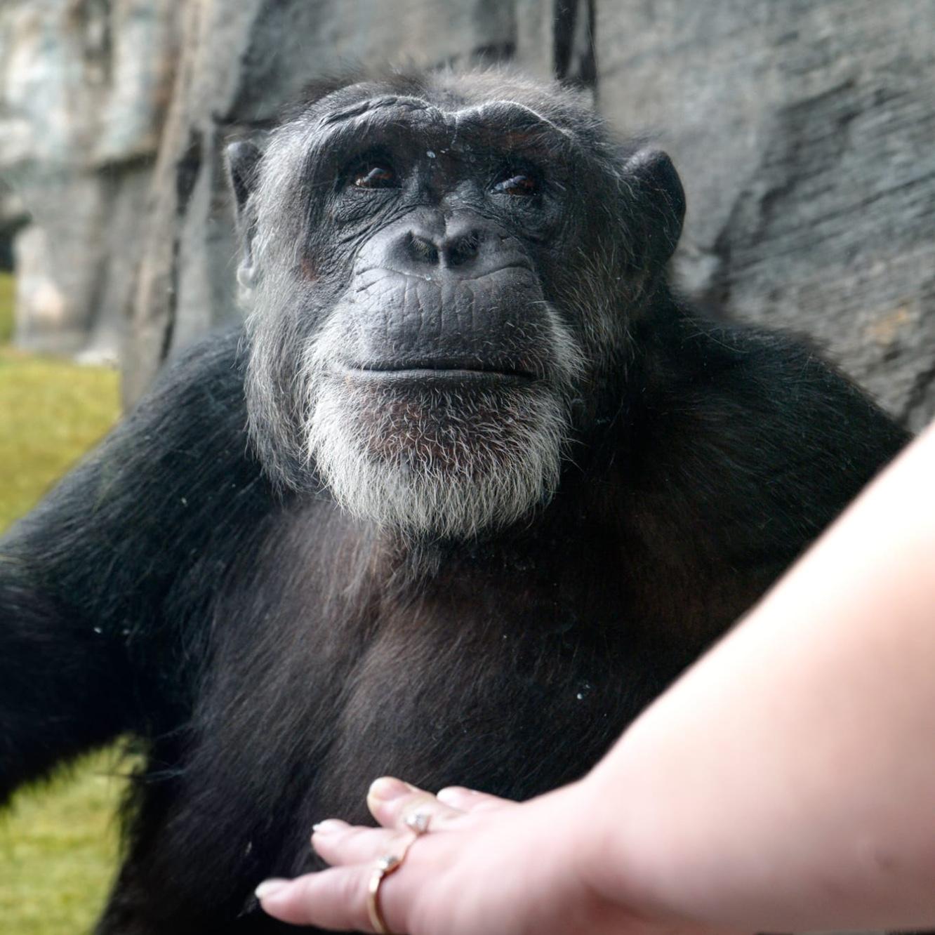(This is Chaos the chimp)