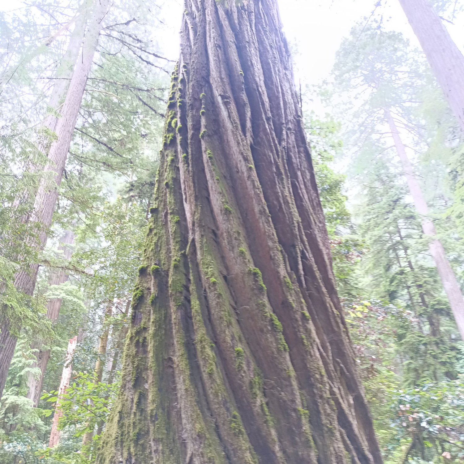 Gorgeous Giant