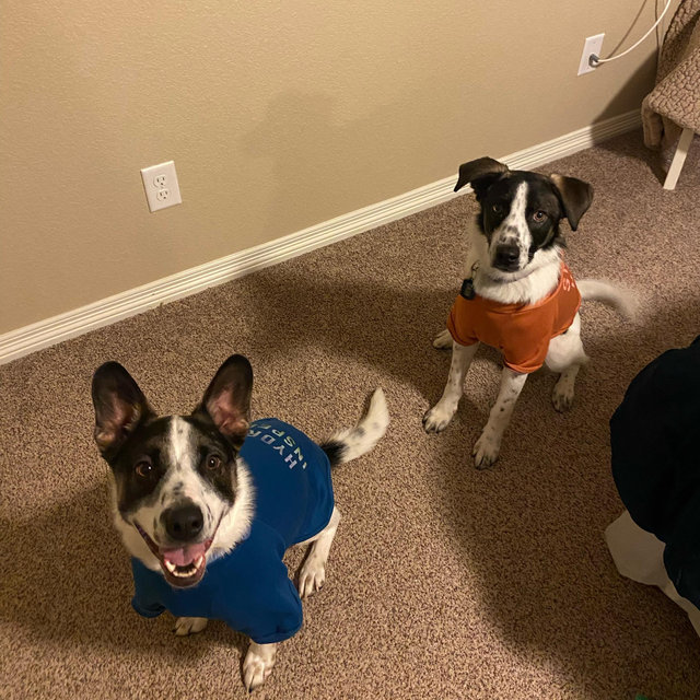 Always Gotta Spoil The Pups ❤️🐾