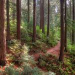 Hoyt Arboretum