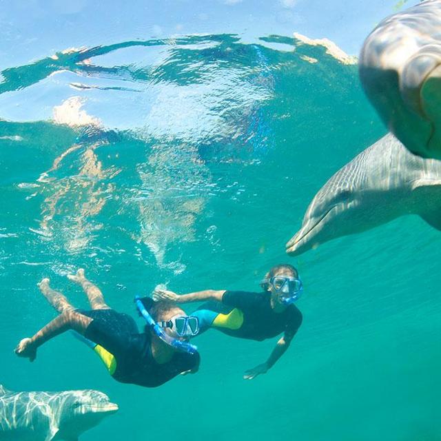 Atlantis Swim With Dolphins