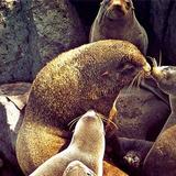Sea Lion Caves
