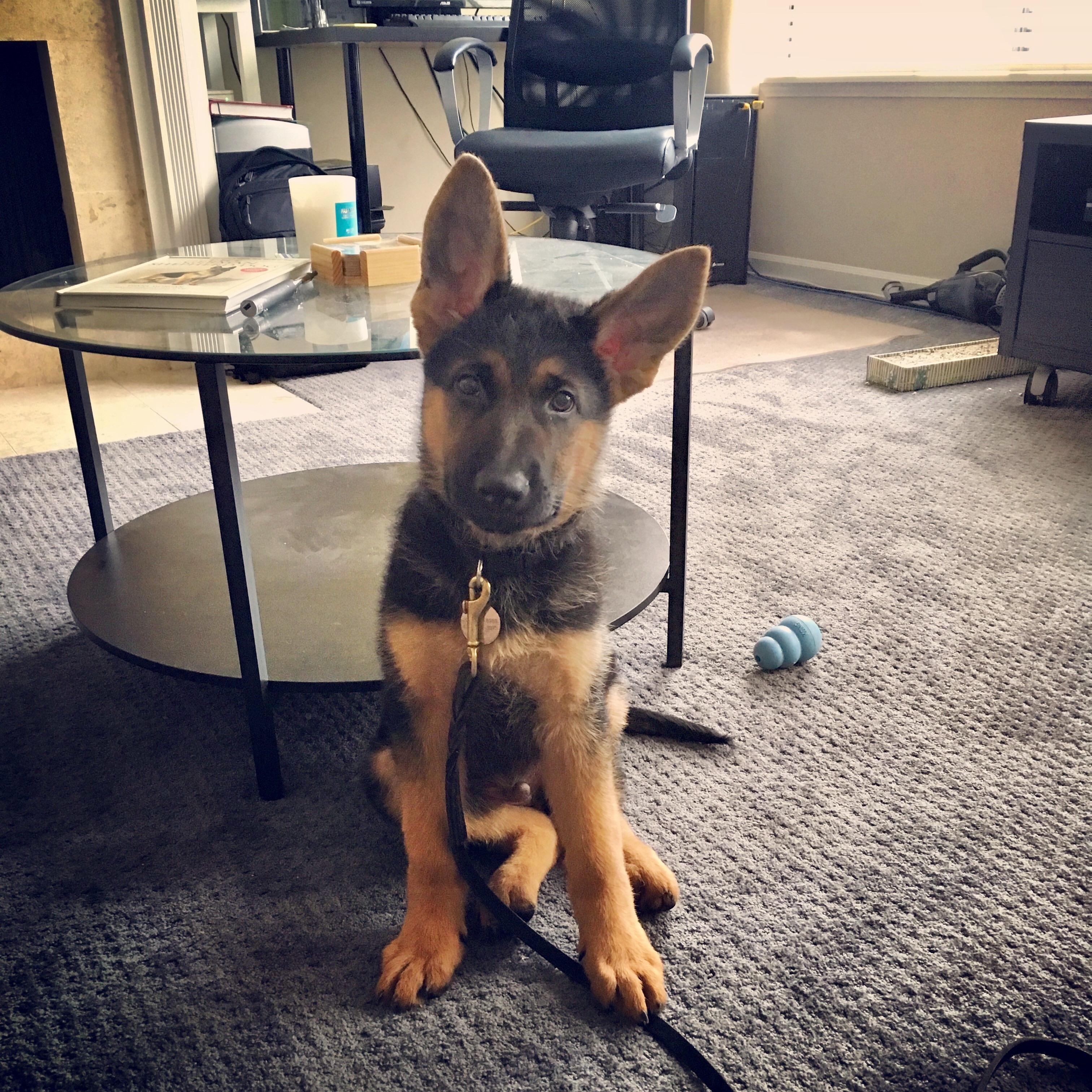 3 month old Maximus