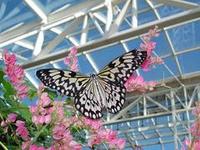 The Butterfly House