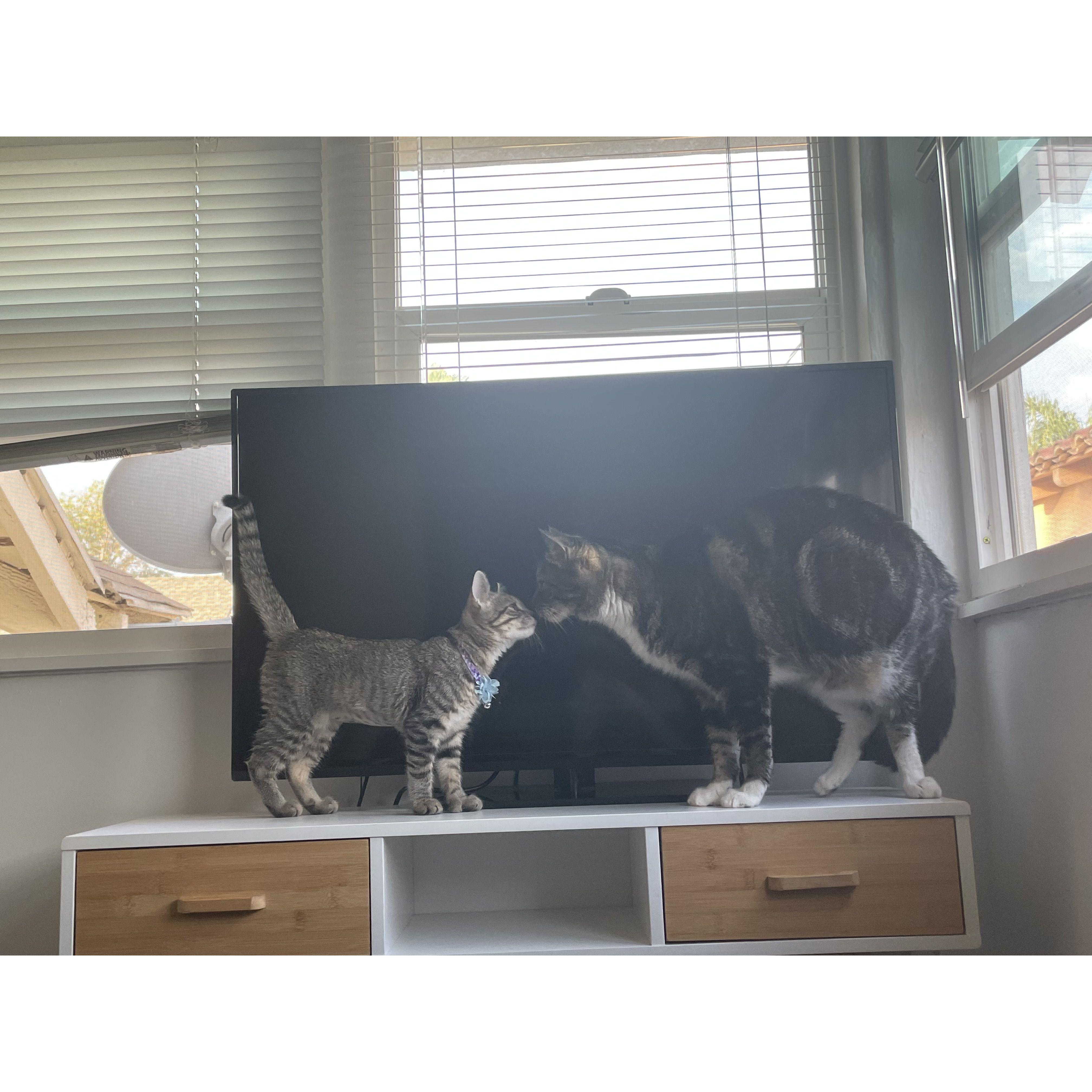 Asha and KeyKat becoming friends