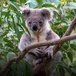 San Diego Zoo