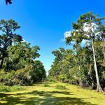 Louisiana Swamp Tour