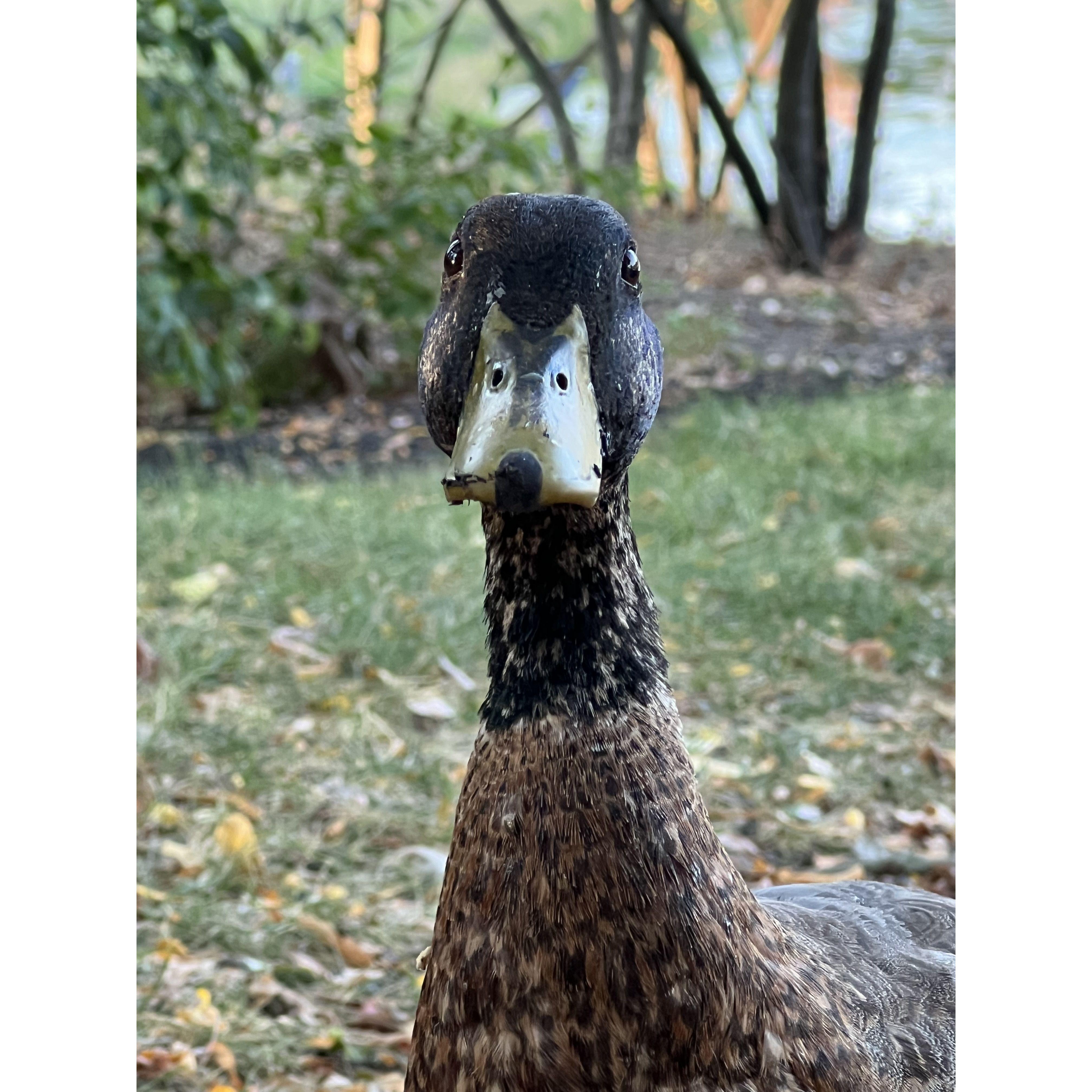 A duck behind Graeter's