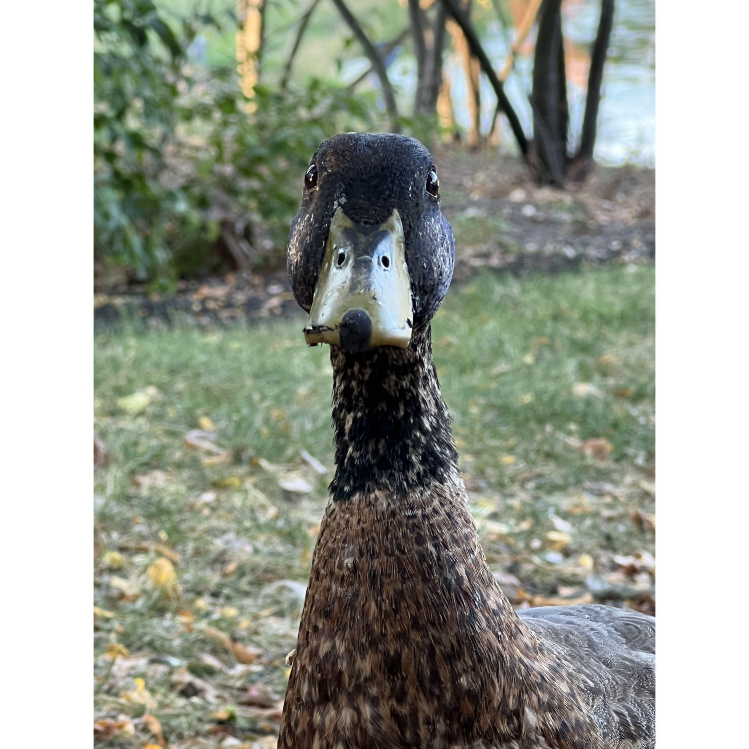 A duck behind Graeter's