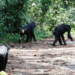 Uganda - Chimpanzee Trekking at Kibale Forest (pay with credit card)