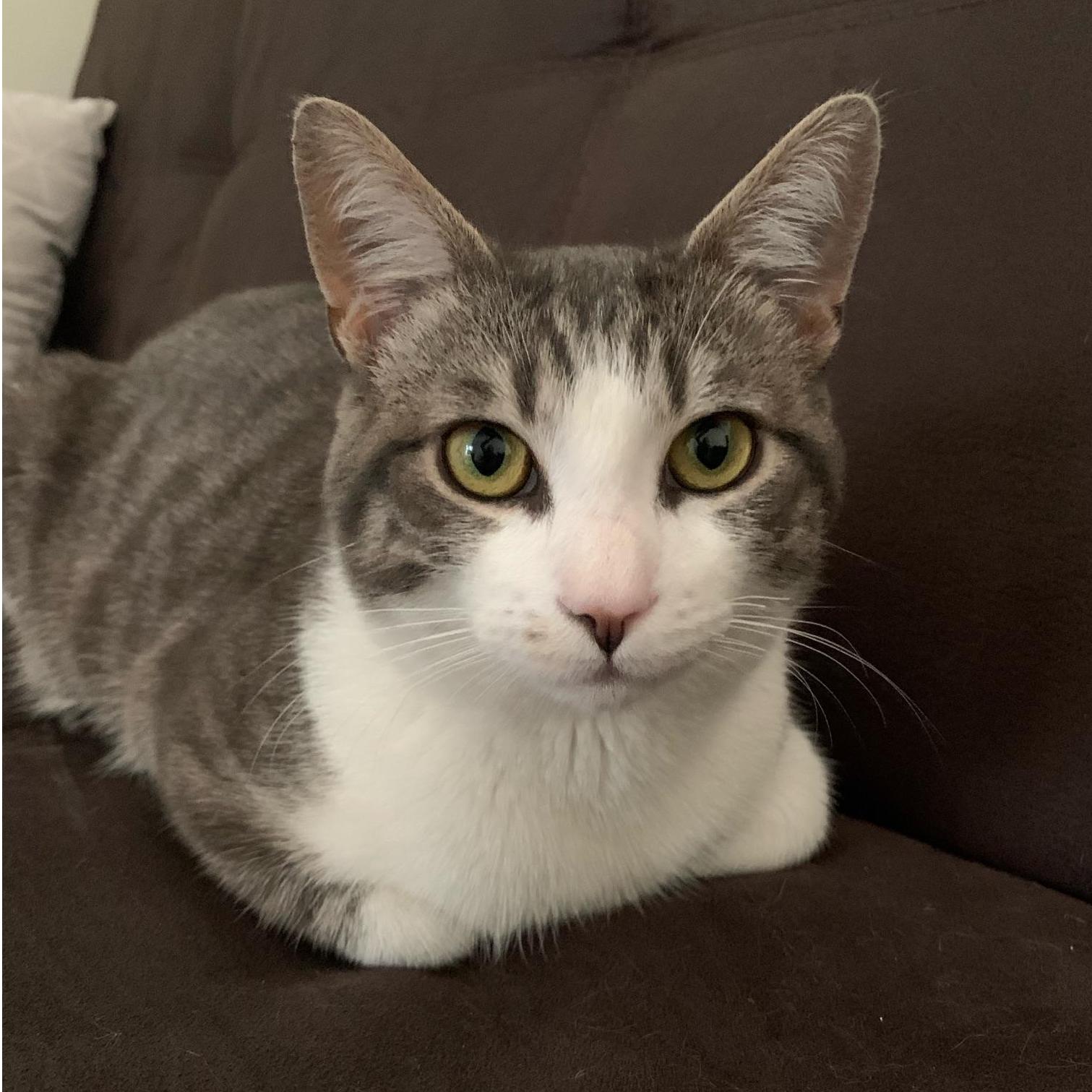 Our sweet boy, Indy, adopted during covid-19 for some kitty companionship.